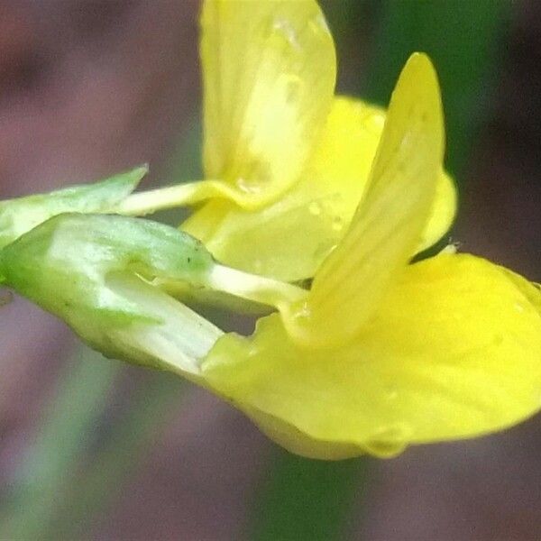 Coronilla vaginalis Flower