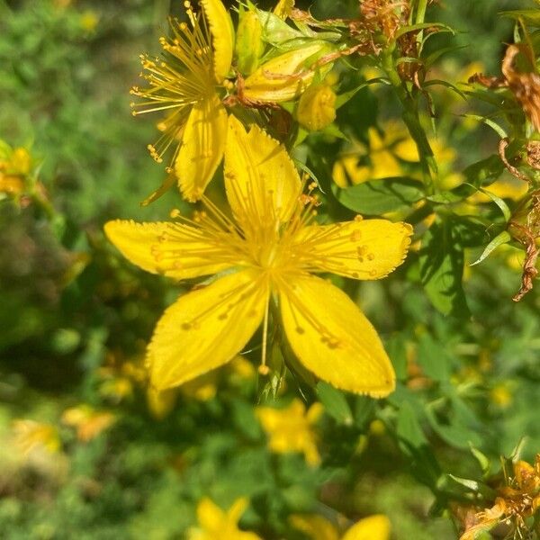 Hypericum perfoliatum 花