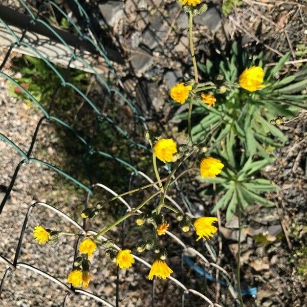 Pilosella piloselloides Blomst