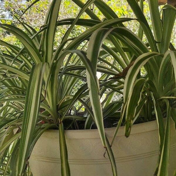 Chlorophytum capense Feuille