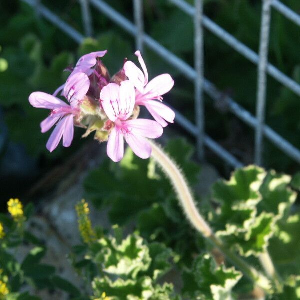 Pelargonium capitatum Flor