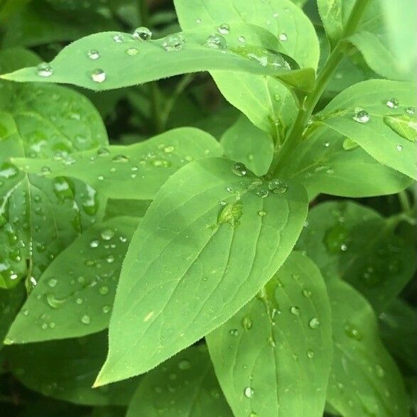 Mertensia ciliata পাতা