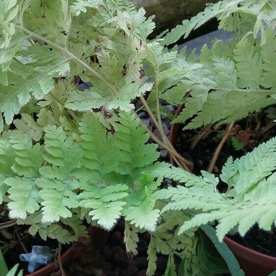 Microlepia speluncae Leaf