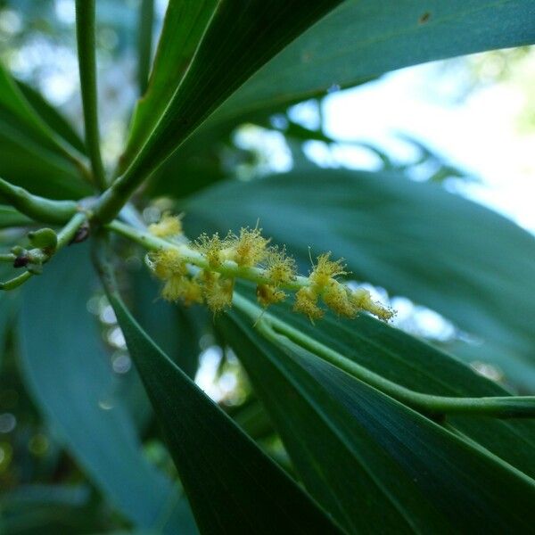 Acacia auriculiformis Λουλούδι