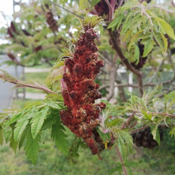 Rhus typhina Lorea