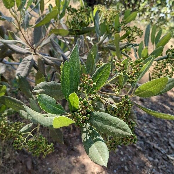 Photinia arbutifolia 葉