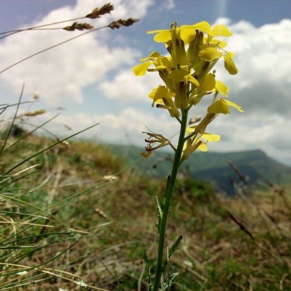 Erysimum virgatum Flower