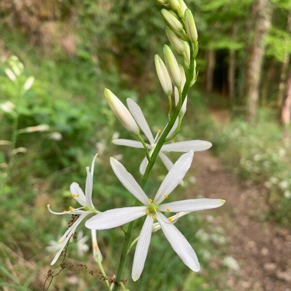 Anthericum liliago Blüte