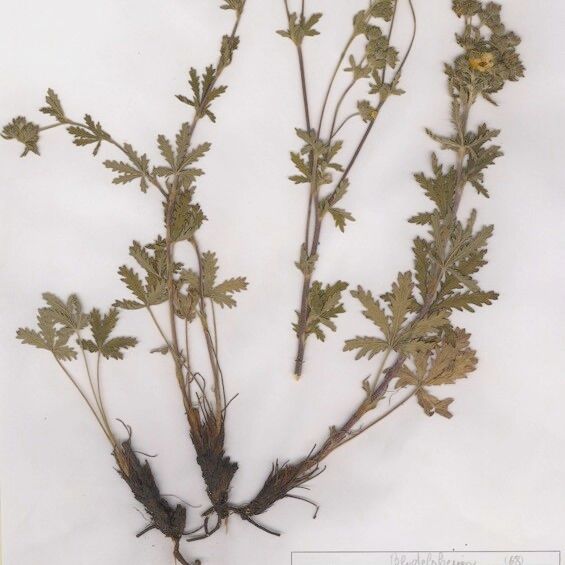 Potentilla intermedia عادت داشتن