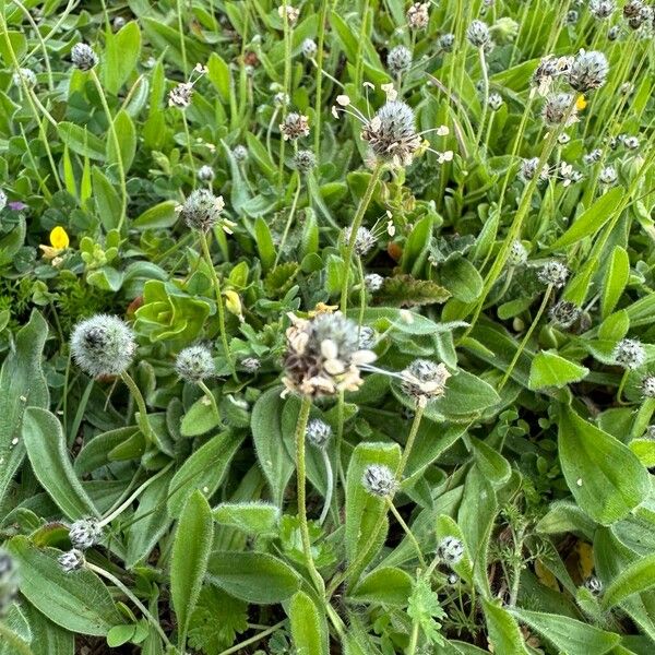 Plantago lagopus 形态