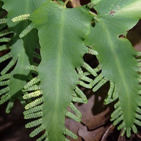 Lygodium microphyllum Folio