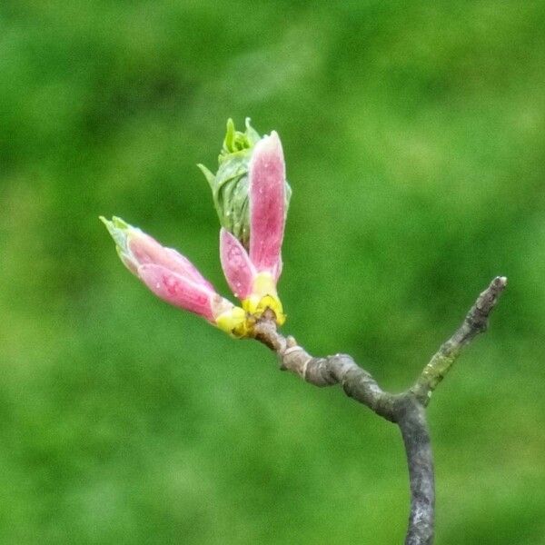 Malus sylvestris Blüte