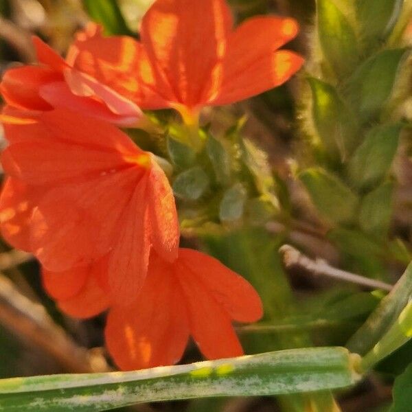 Crossandra massaica Blomma