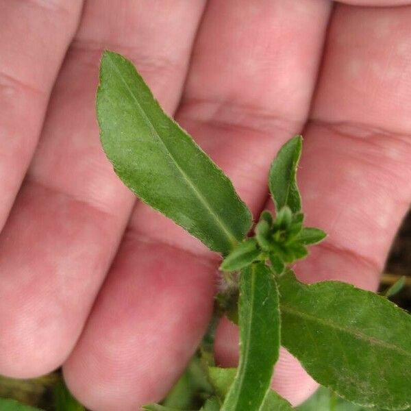 Pseudelephantopus spicatus Leaf