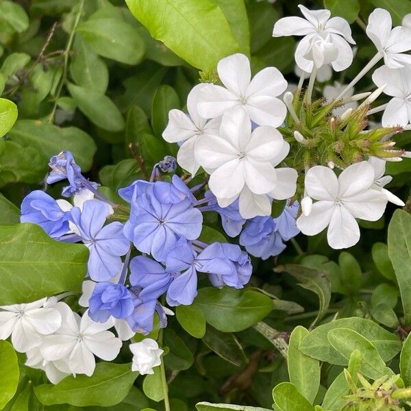 Plumbago auriculata Blomst