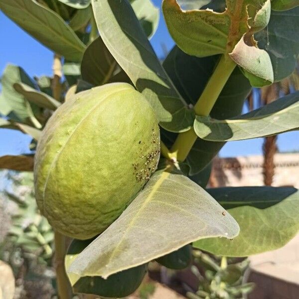 Calotropis procera Fruit