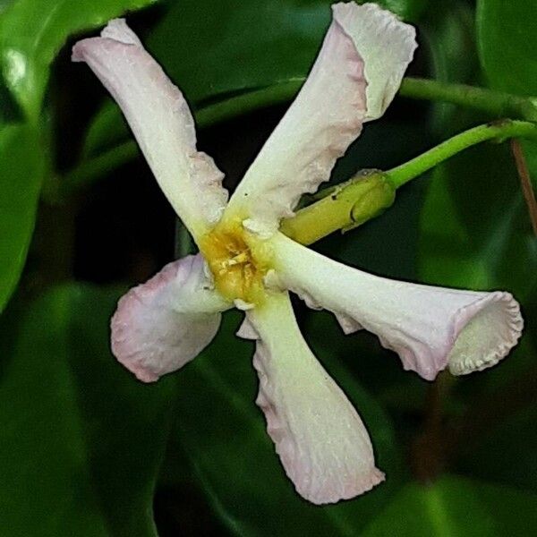 Trachelospermum jasminoides Bloem