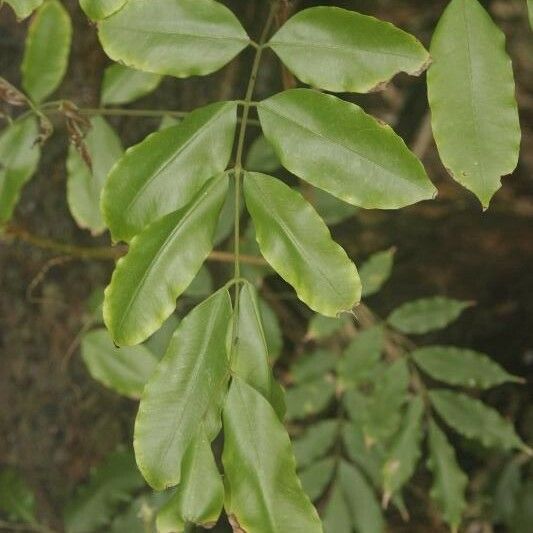 Andira inermis Blad