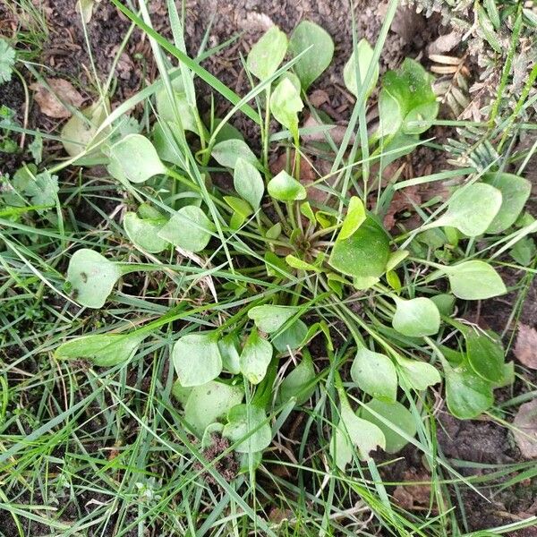 Claytonia perfoliata Blad