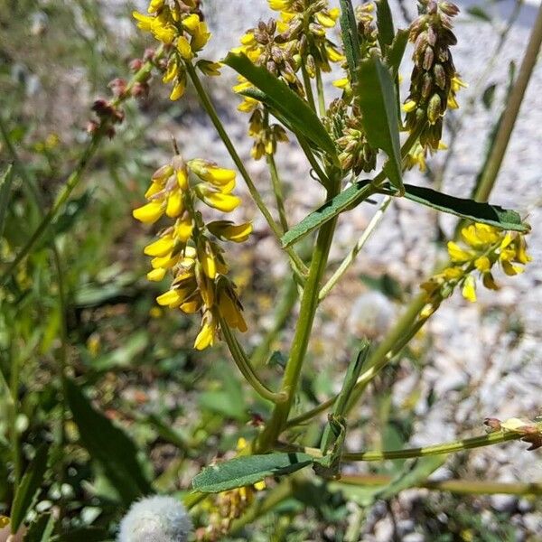 Melilotus indicus Fleur