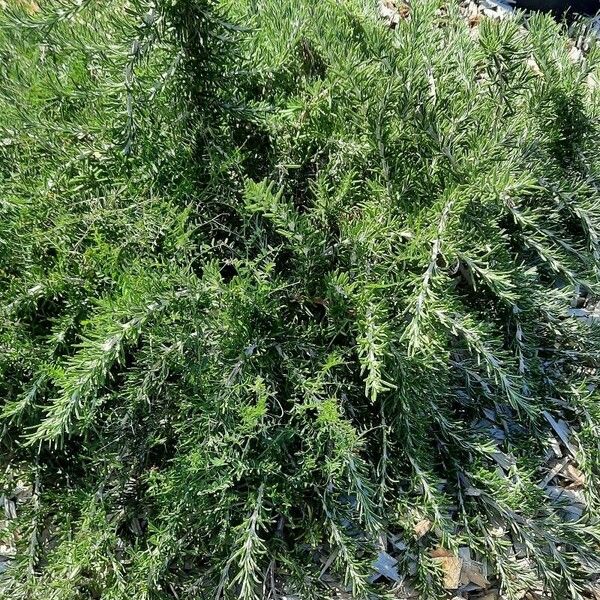 Rosmarinus officinalis Leaf