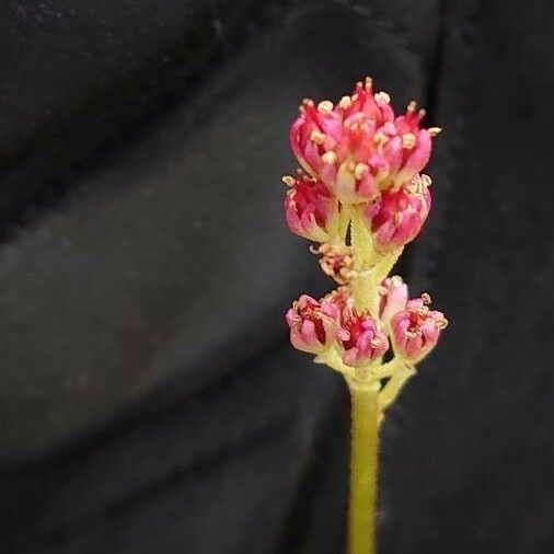 Triantha glutinosa Fleur