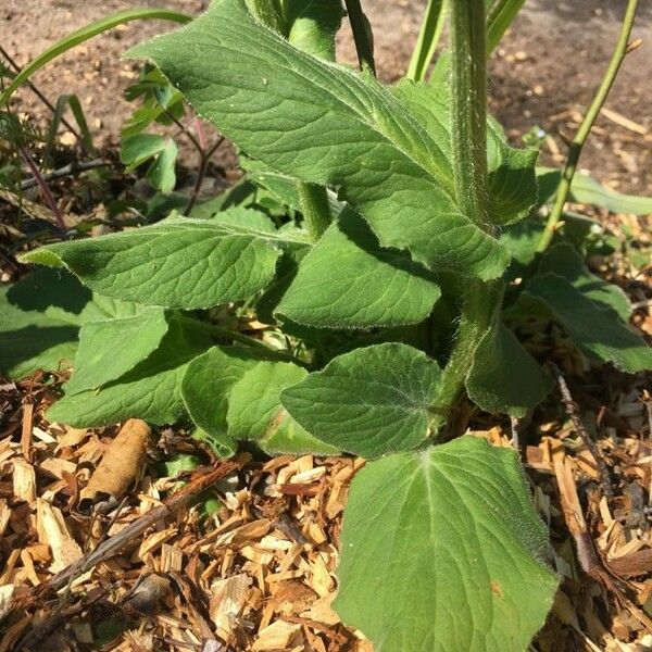 Doronicum columnae Feuille