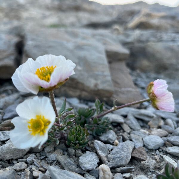 Ranunculus glacialis Buveinė