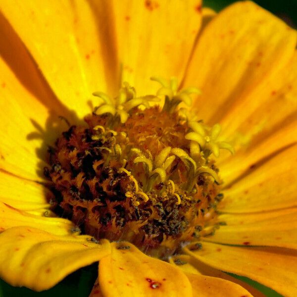 Helianthus pauciflorus 花