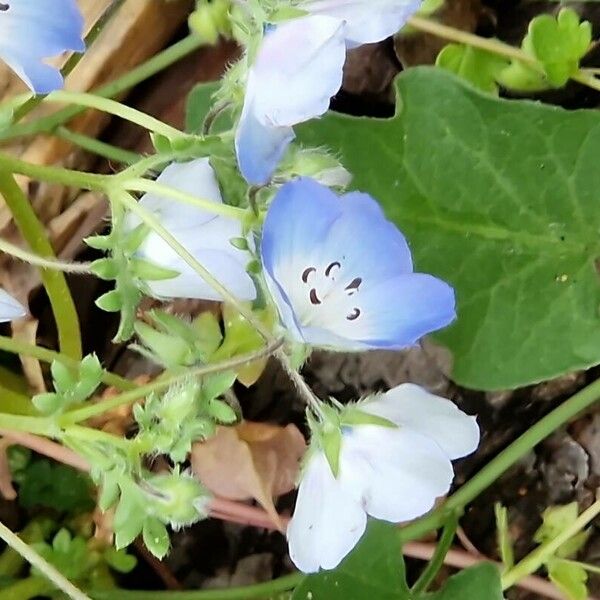 Nemophila menziesii Flower