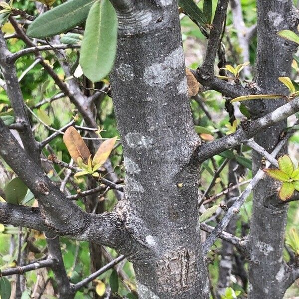 Quercus fusiformis പുറംതൊലി