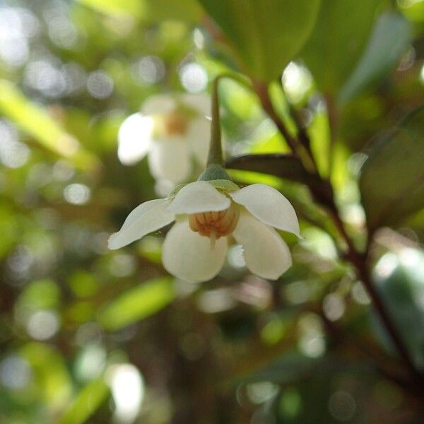 Uromyrtus emarginata Flower