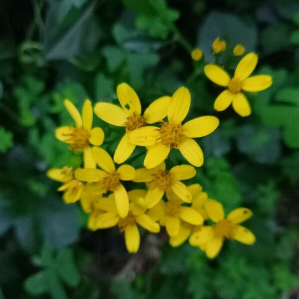 Senecio angulatus Flor