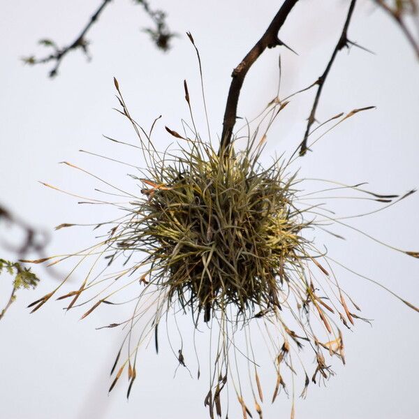 Tillandsia recurvata Flower