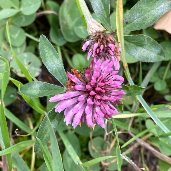 Trifolium pratense Цвят