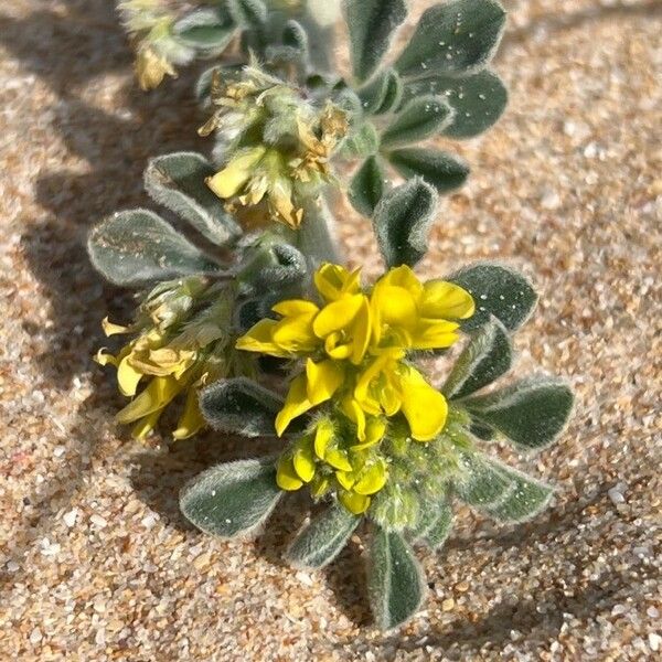 Medicago marina Žiedas