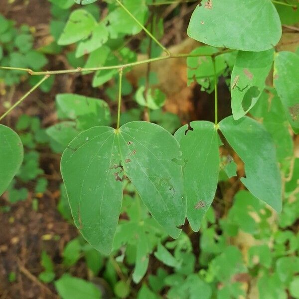 Schnella glabra Frunză