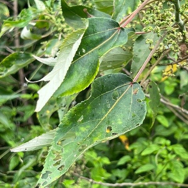 Pipturus argenteus Leaf