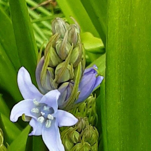 Hyacinthoides × massartiana Blüte