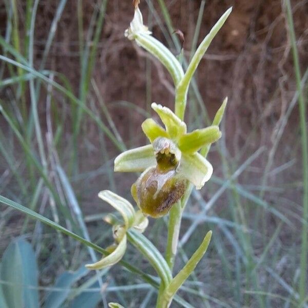 Ophrys sphegodes Кветка