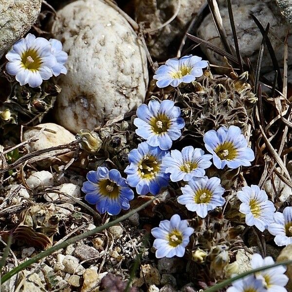 Gentiana sedifolia Õis