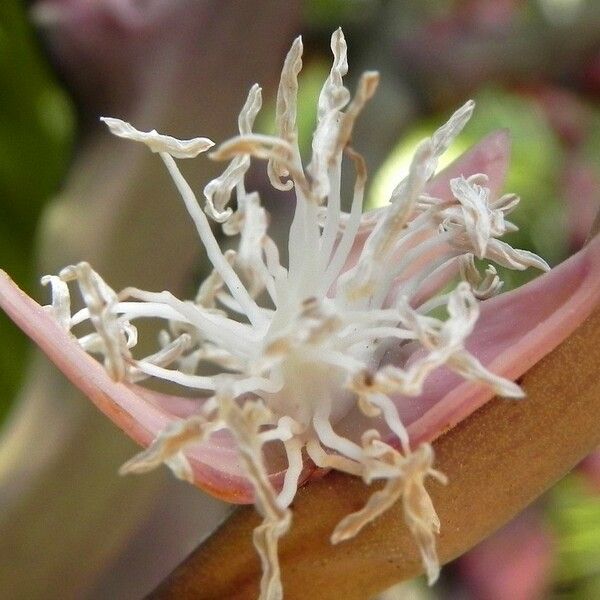 Chambeyronia macrocarpa Fleur
