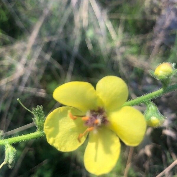 Verbascum blattaria Flors