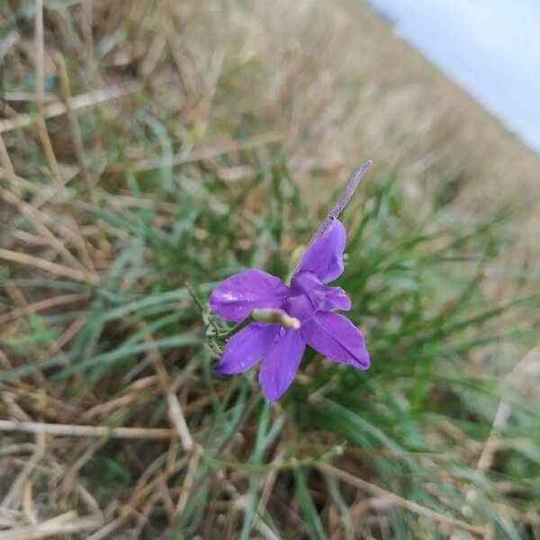 Delphinium consolida 花