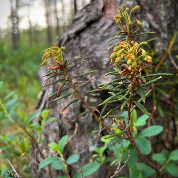 Ledum palustre Fruitua