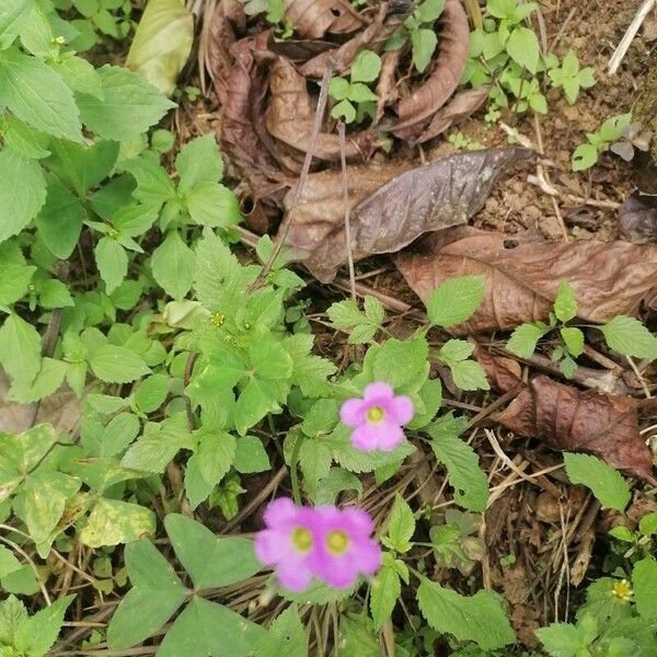 Oxalis latifolia পাতা