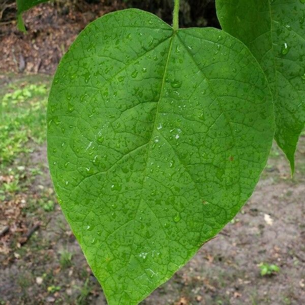 Catalpa speciosa Blatt