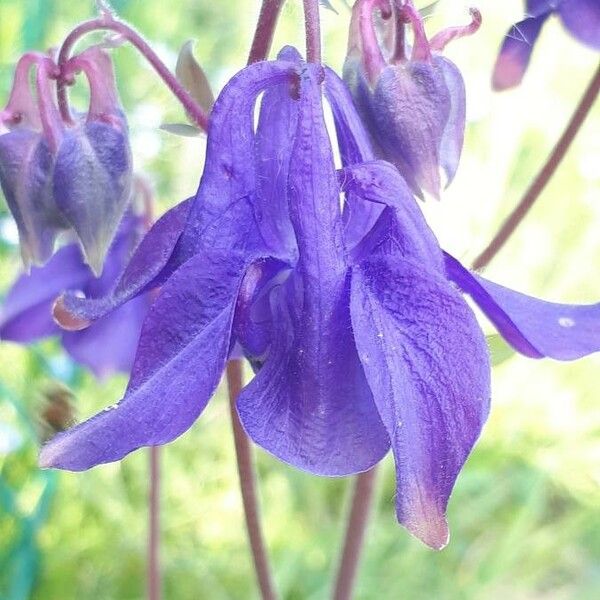 Aquilegia vulgaris Cvet