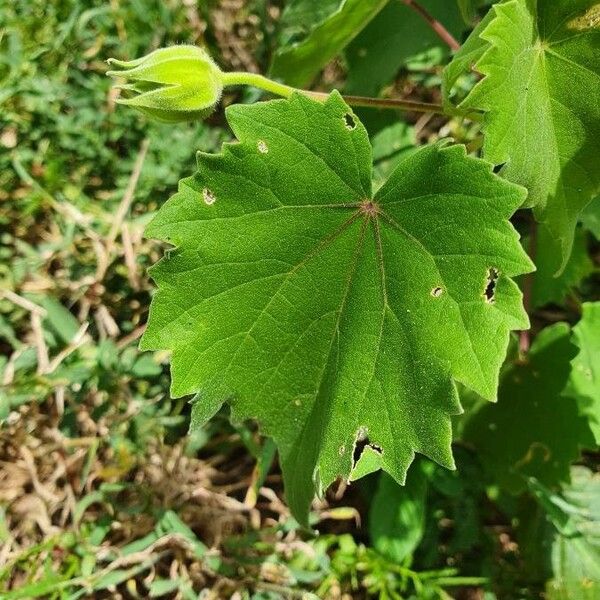 Abutilon grandiflorum Blad