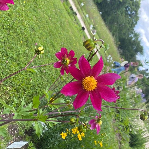 Dahlia coccinea Floare